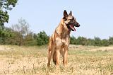 MALINOIS 760